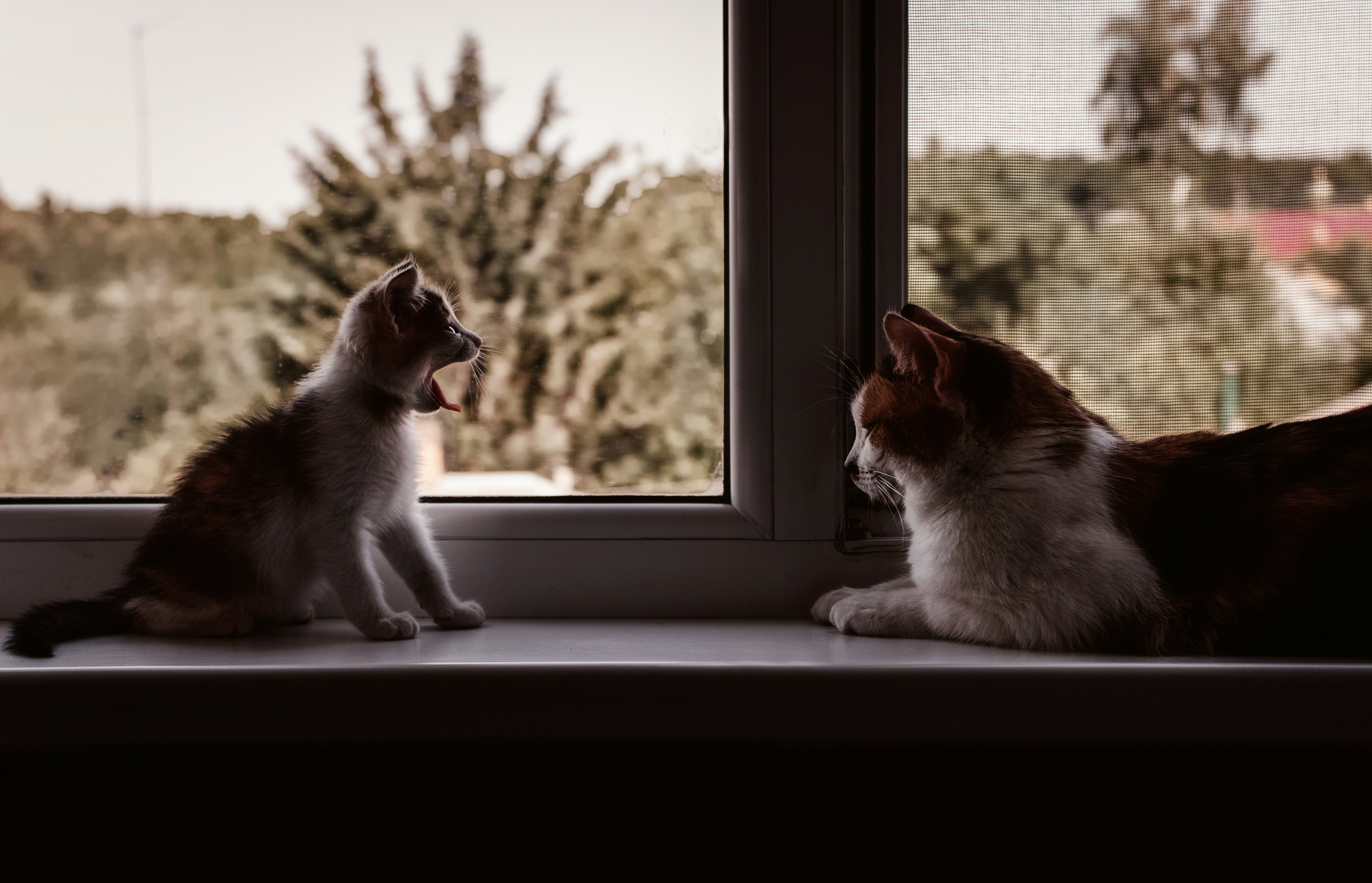 Senior and a companion looking at a tablet together - specialized senior care